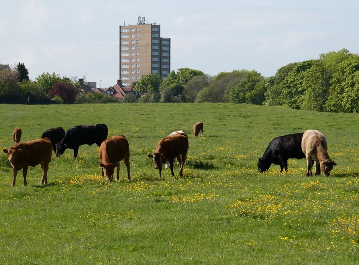 The Town Moor cows, Photo by Oliver Dixon (CC BY-SA 2.0)